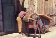 Boy-and-Donkey